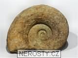 amonit, zkamenělina