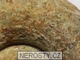 amonit, lytoceras sp.