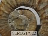 amonit, tropaeum sp.