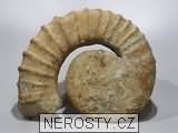 amonit, tropaeum sp.