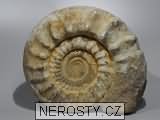 amonit, zkamenělina