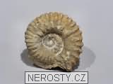 amonit, zkamenělina