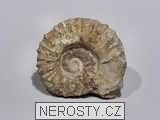 amonit, zkamenělina