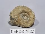 amonit, zkamenělina