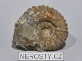 amonit, zkamenělina