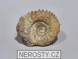 amonit, zkamenělina