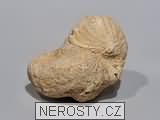 loděnka, zkamenělina