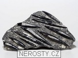 ortoceras, zkamenělina