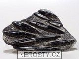 ortoceras, zkamenělina