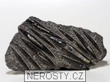 ortoceras, zkamenělina