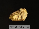 trilobit, zkamenělina