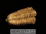 trilobit, zkamenělina