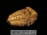 trilobit, zkamenělina