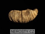korál, zkamenělina
