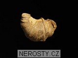 korál, zkamenělina