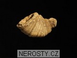 korál, zkamenělina