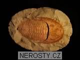 trilobit, zkamenělina