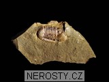 trilobit, zkamenělina