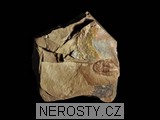 trilobit, zkamenělina