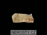 trilobit, symphysurus rouvillei