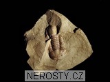 trilobit, zkamenělina