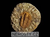 trilobit, zkamenělina