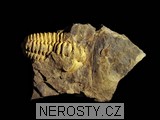 trilobit, zkamenělina