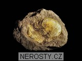 trilobit, zkamenělina