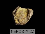 trilobit, illaenus sp.