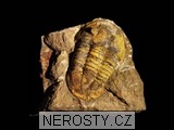 trilobit, zkamenělina