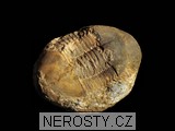 trilobit, zkamenělina