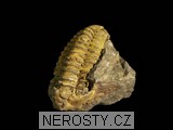 trilobit, zkamenělina