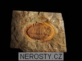 trilobit, zkamenělina