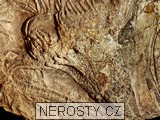 lilijce, scyphocrinus