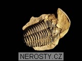 trilobit, zkamenělina