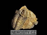 trilobit, zkamenělina