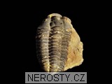 trilobit, zkamenělina