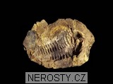 trilobit, diacalymene