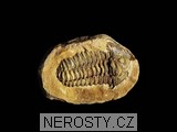 trilobit, zkamenělina