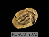 trilobit, diacalymene
