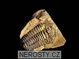 trilobit, zkamenělina