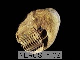 trilobit, diacalymene