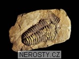 trilobit, zkamenělina