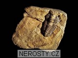 trilobit, zkamenělina