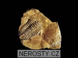trilobit, zkamenělina