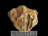 trilobit, diacalymene