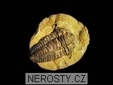 trilobit, zkamenělina