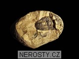 trilobit, zkamenělina