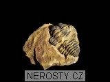 trilobit, zkamenělina