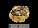 trilobit, zkamenělina